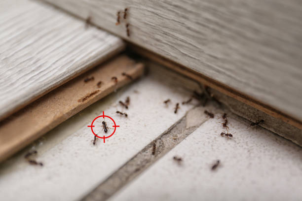 Trusted Lubeck, WV Pest Control Experts